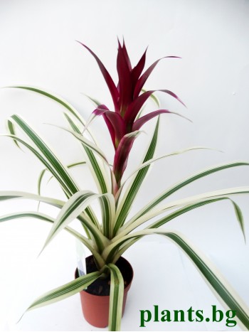 Гузмания (Guzmania variegata)
